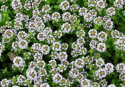 Image result for Thymus citriodorus (x) (Type Lammefjord)