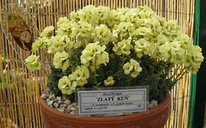 Image result for Saxifraga ‘Zlaty Kun