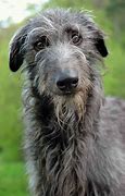 Image result for Scottish Deerhound