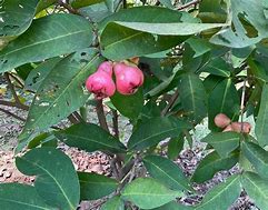 Image result for Rose Apple Tree Plant