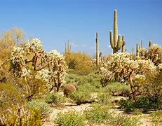 Image result for arizona desert plants