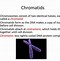 Image result for Homologous vs Heterologous Chromosomes