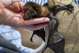 Image result for Holding Baby Bat