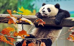 Image result for Cute Panda Wallpaper