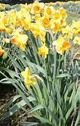 Image result for Narcissus Coral Crown