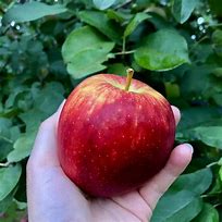 Image result for Braeburn Apples