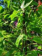 Image result for Prunus domestica Jubileum