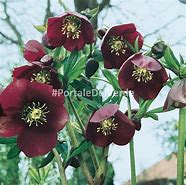 Image result for Helleborus atrorubens