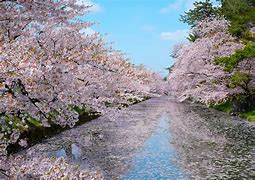 Image result for Cherry Blossom Tree Japan