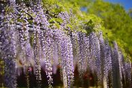 Image result for Fast Climbing Flowering Vines