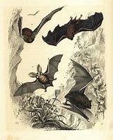 Image result for Vintage Bats Animal