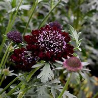 Image result for Scabiosa hybride Crimson Coushion