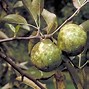 Image result for Wild Apple Waxy Skin Yellow with Red Blush