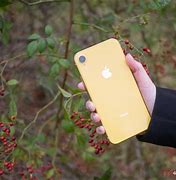 Image result for iPhone XR and 11 Yellow