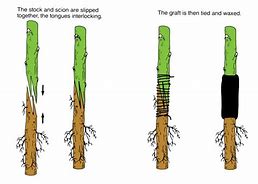 Image result for Simple Whip Grafting