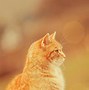 Image result for Orange Cat Wallpaper