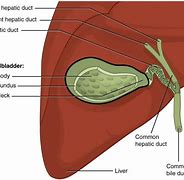 Image result for organ gall-bladder   image