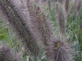 Image result for Pennisetum alopecuroides Foxtrot