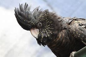 Image result for black cockatoos species