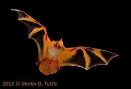 Image result for Variegated Butterfly Bat