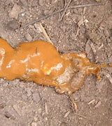 Image result for Bright Orange Poop