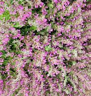 Image result for Teucrium lucidrys (x)