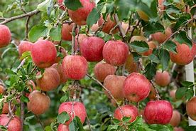 Image result for Red Fuji Apple Orchard