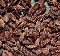 Image result for Carrot Seeds