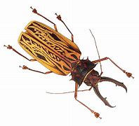 Image result for Rope Insects