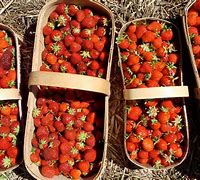 Image result for Mexicans Picking Fruit