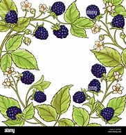 Image result for BlackBerry Blossom Clip Art