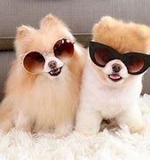 Image result for Cool Puppy Dog