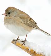 Image result for Snowbird Animal