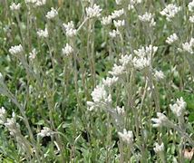 Image result for Antennaria dioica var. borealis