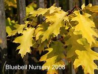 Image result for Quercus rubra Magic Fire