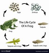 Image result for Life 5 Cycle of a Frog