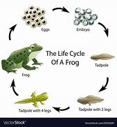 Image result for Frog Life Cycle Clip Art