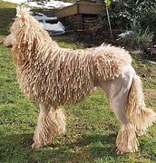 Image result for Corded Poodle Grooming