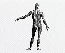 Image result for Human Body Graphic