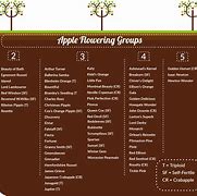 Image result for Largest Apple Variety