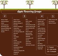 Image result for Apple Tree Seedling