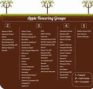 Image result for All Apple Types