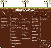 Image result for Empire Apple Tree Pollinators