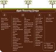 Image result for Pollinator for Anna Apple Tree