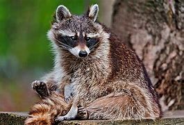 Image result for Funny Cute Animal Wallpaper for Desktop