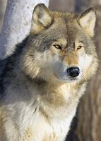 Image result for Timber Wolf Pictures