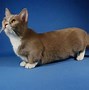Image result for Munchkin Cat Funny