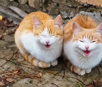 Image result for Girlish Cat Meow