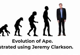 Image result for Great Apes Evolution