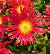 Image result for Delosperma Wheels of Wonder Salmony Pink